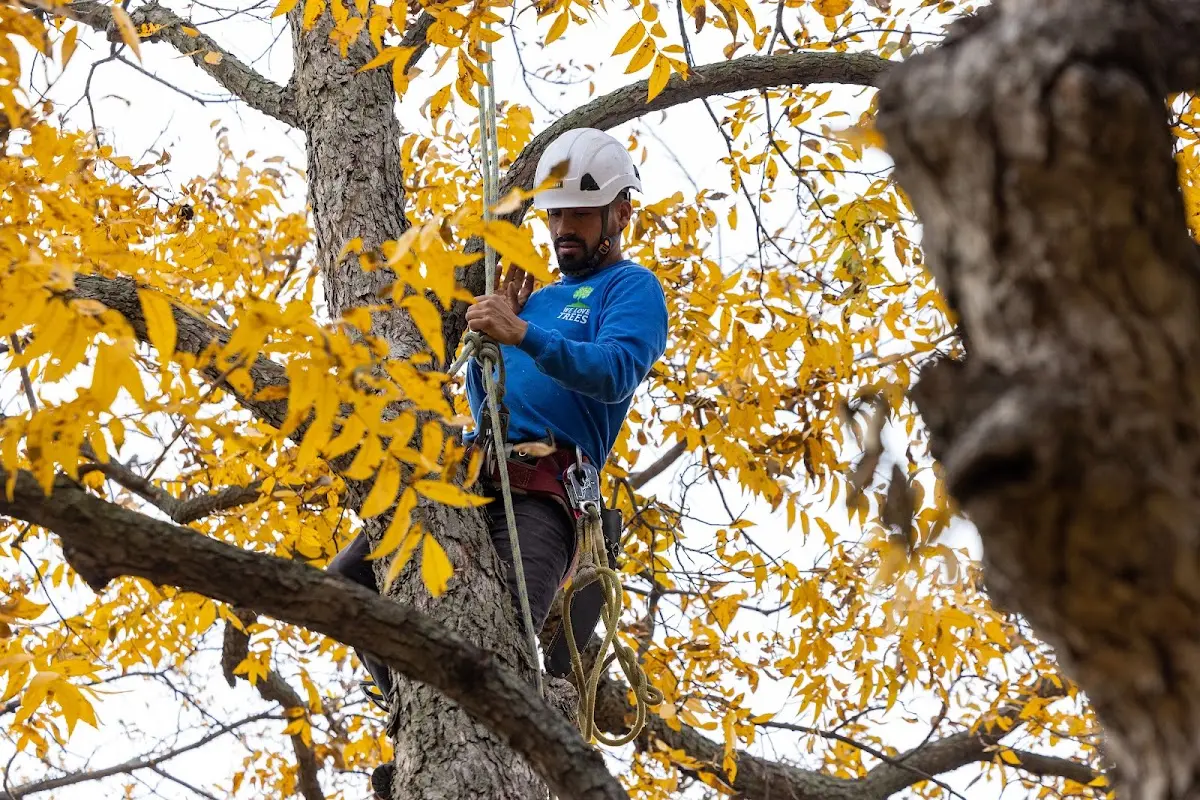 Skilled Tree Trimming crew working in Wye Mills