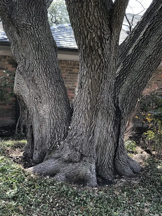 Mature heritage tree close to a Wye Mills property cared for by certified arborists